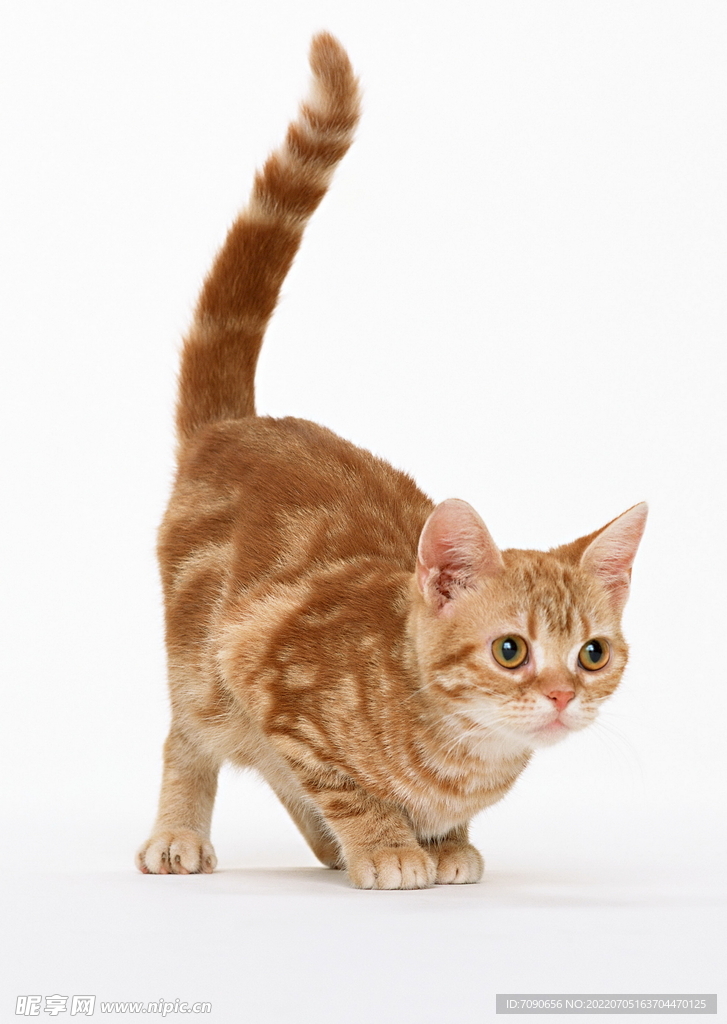 萌宠猫咪     