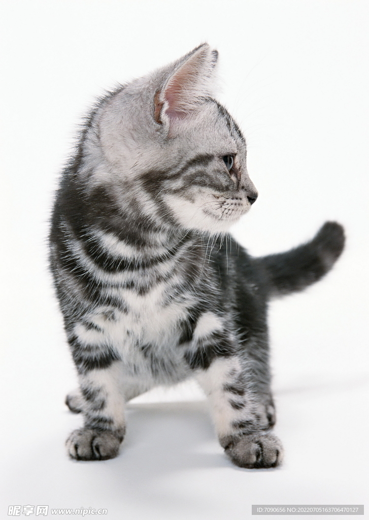 萌宠猫咪     