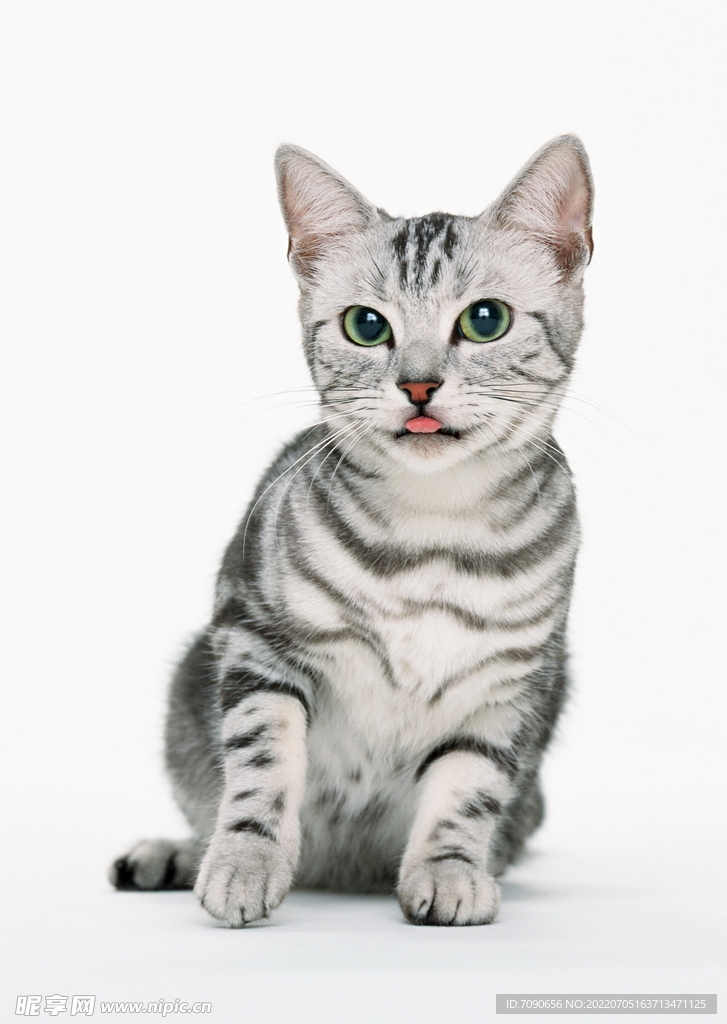 萌宠猫咪     