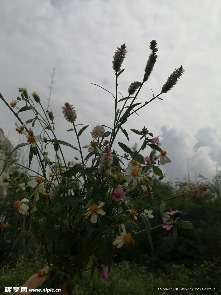 花