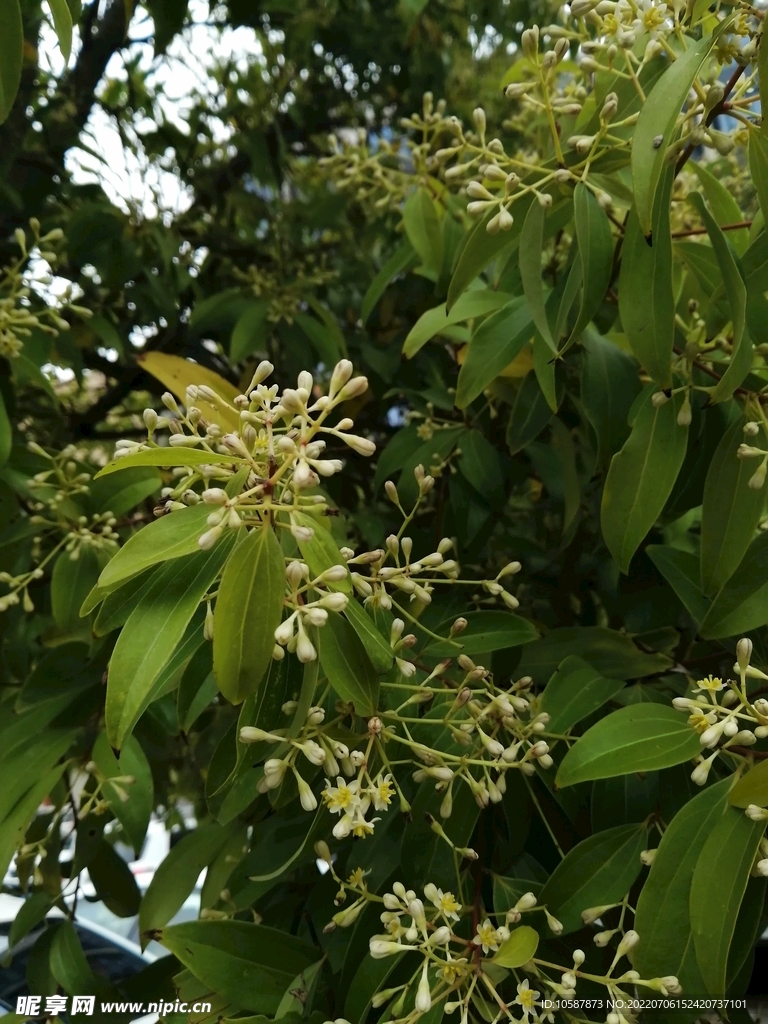 小花
