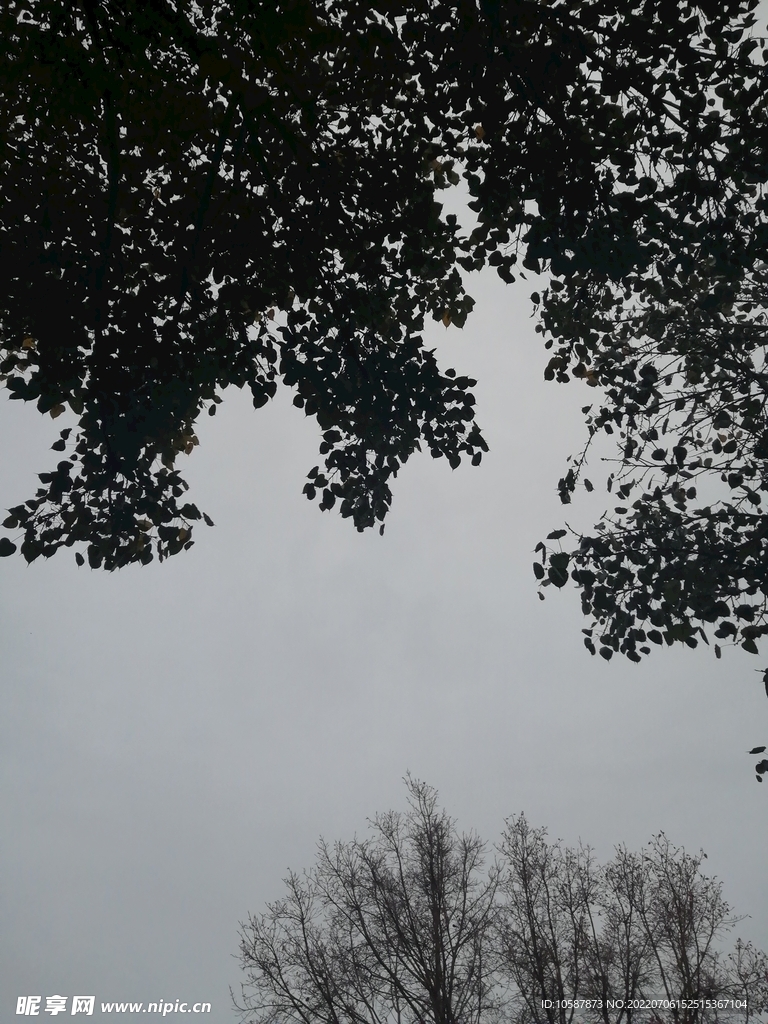 天空 树木