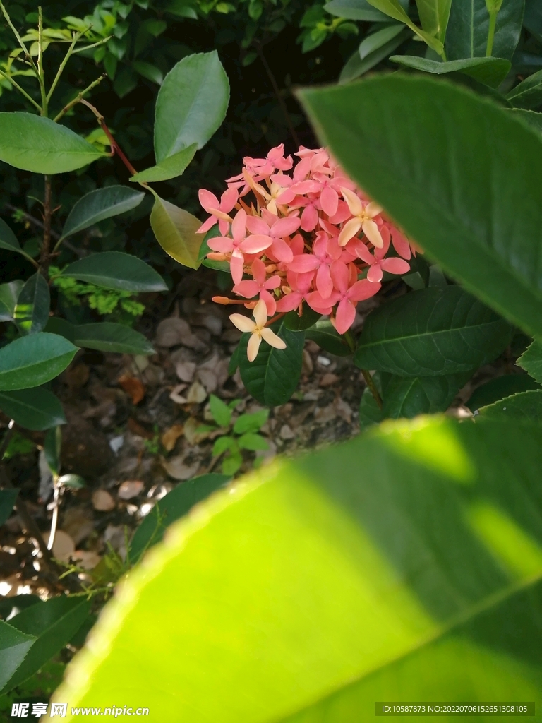 草 花 小朵 绿植 绿色 植物