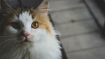 猫 