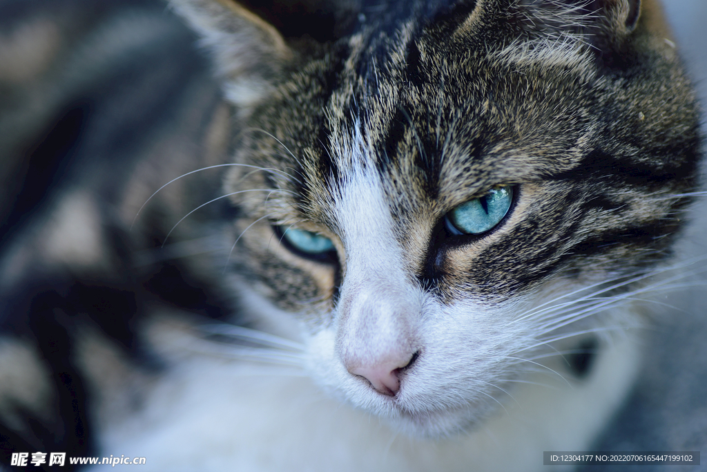 猫 