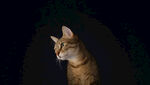 猫 