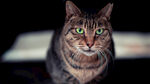 猫 
