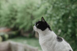 猫 