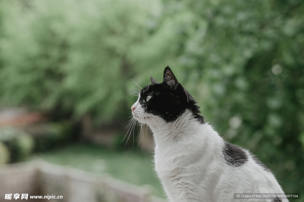猫 