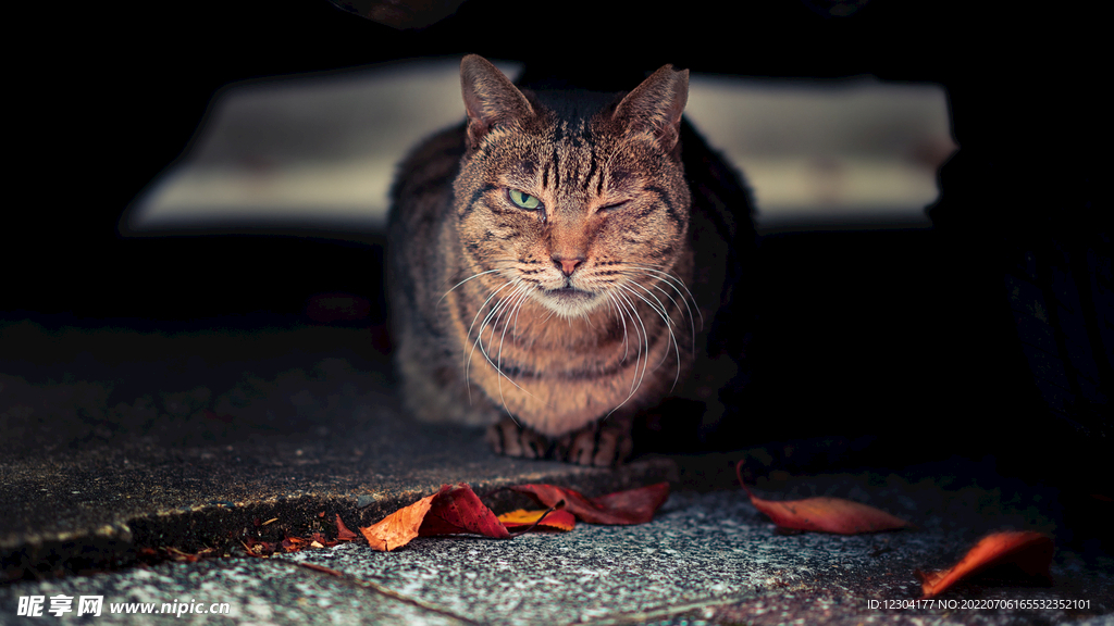 猫