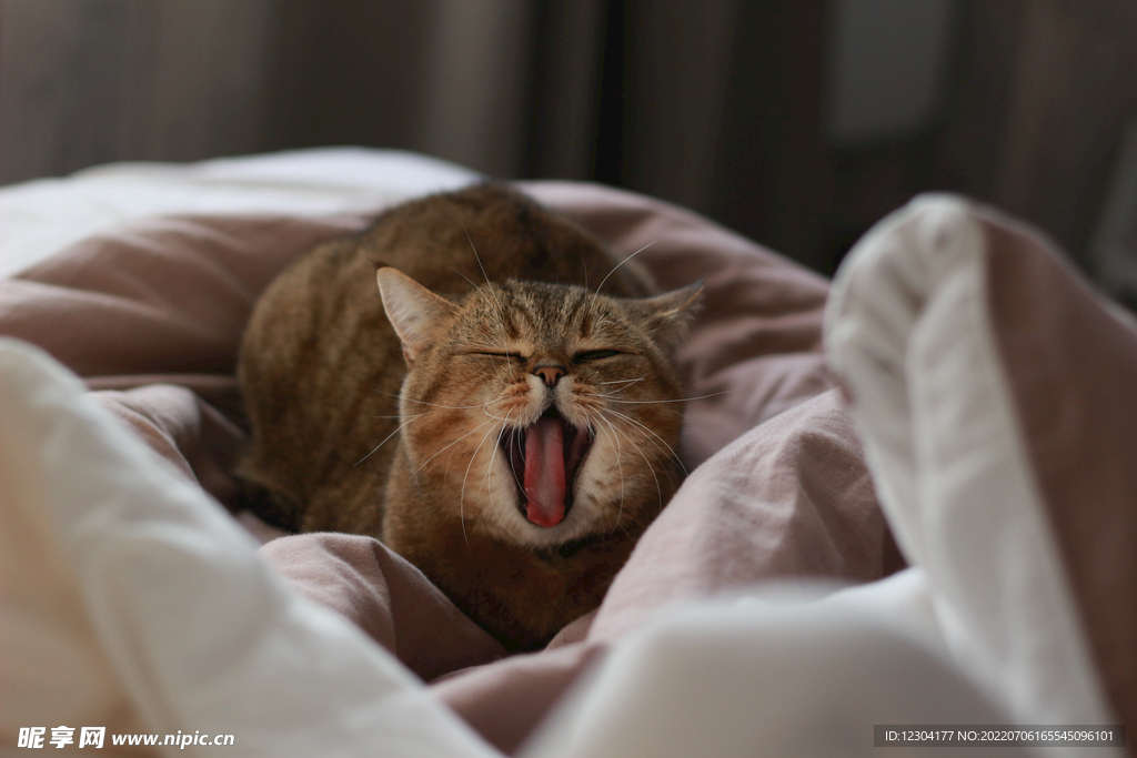 猫 