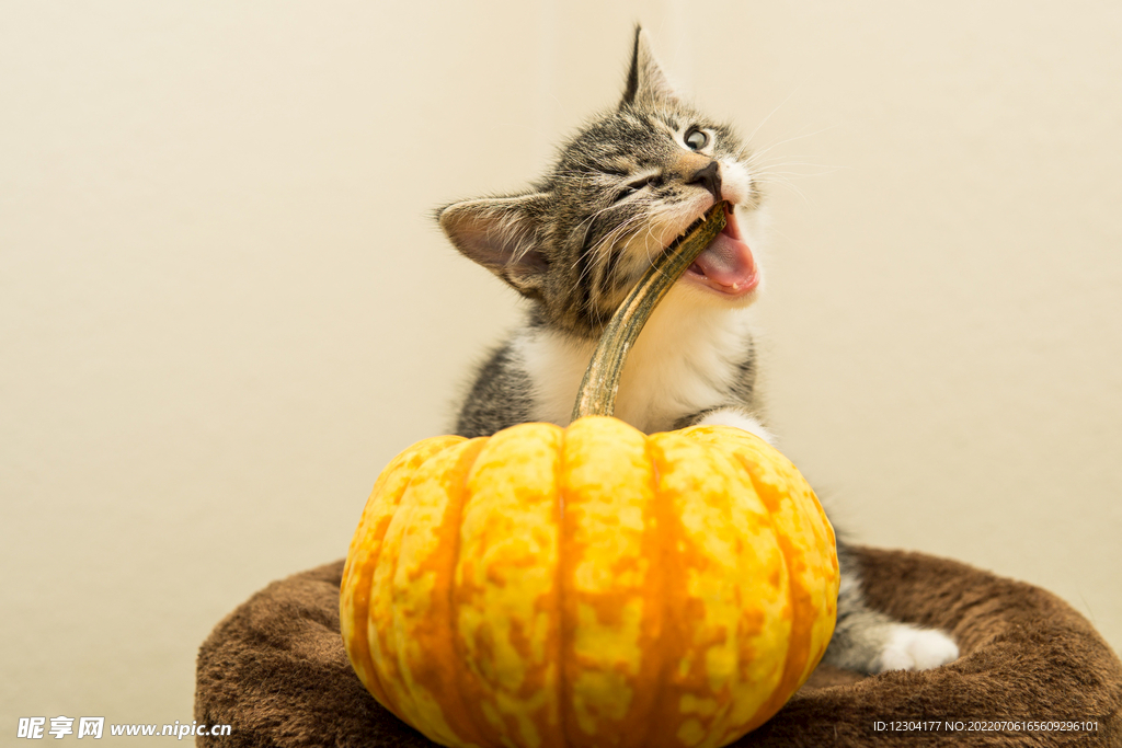 猫 