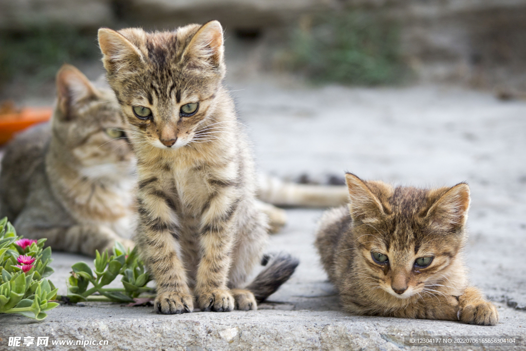 猫