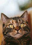 猫 