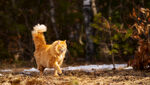 猫 