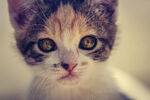 猫 