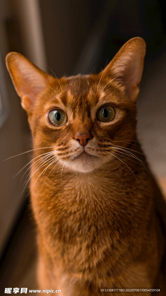咖啡猫
