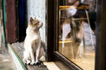 猫咪