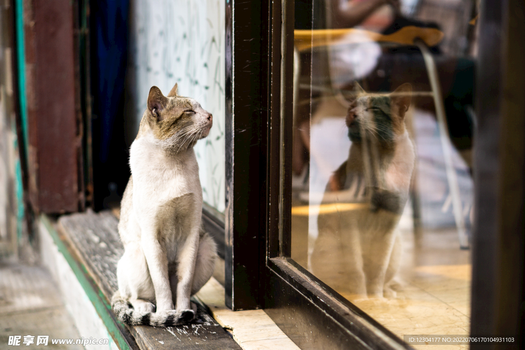 猫咪