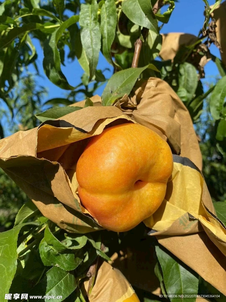 蟠桃