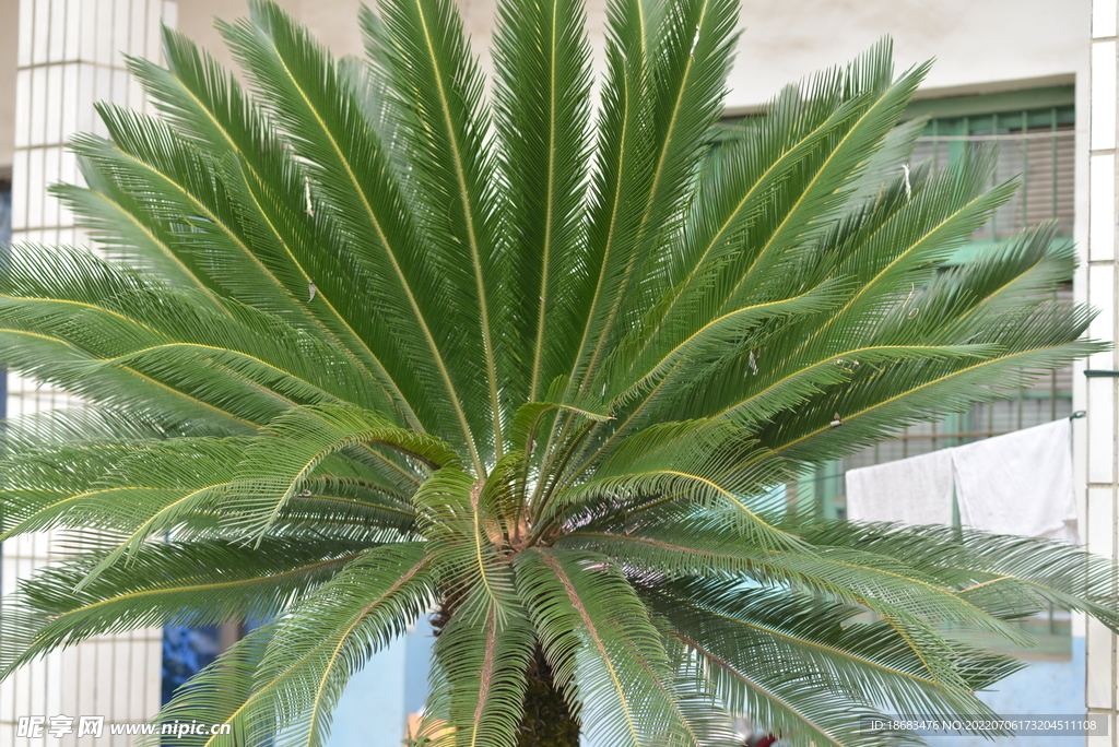 铁树