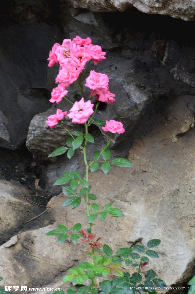 月季花