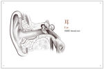 耳内面插画