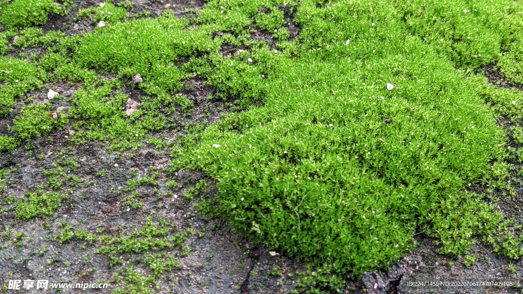 苔藓
