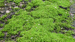 苔藓