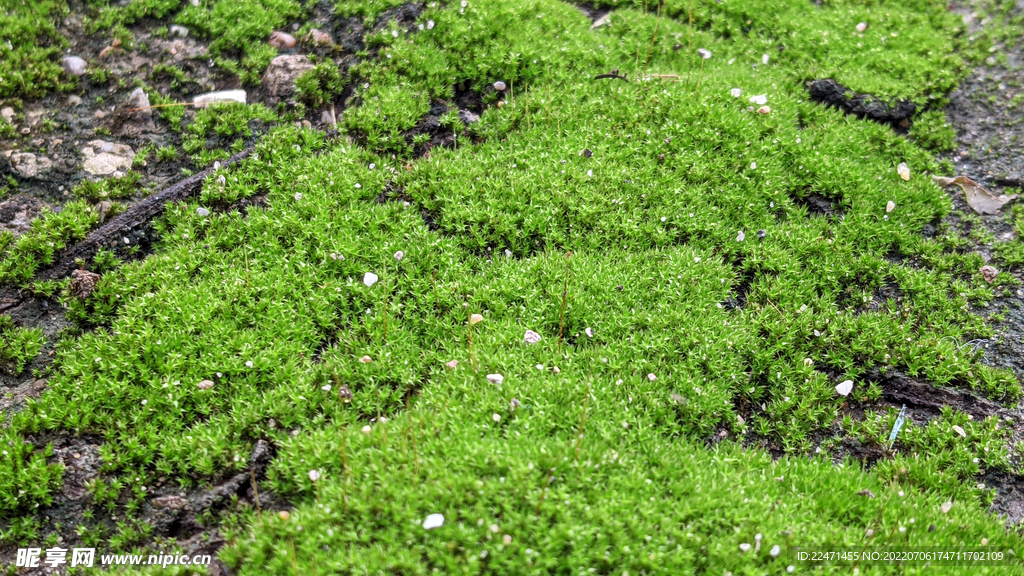 苔藓