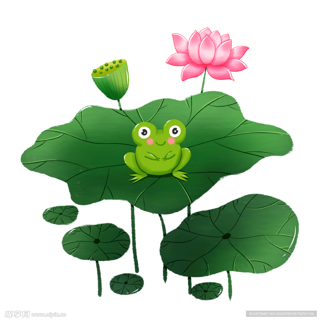 荷花