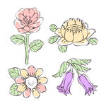 花卉素材