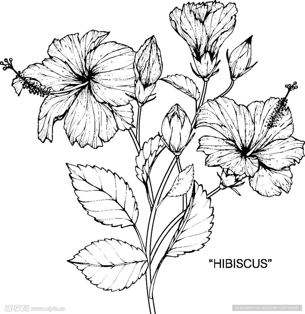 手绘花