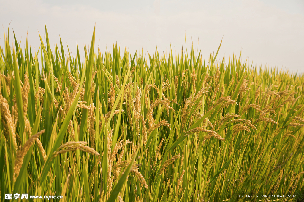 户外水稻小麦种植物