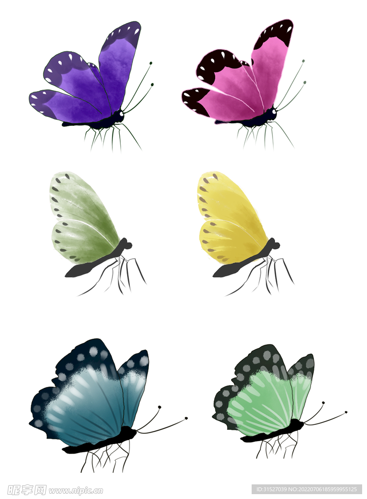 蝴蝶插图图片  