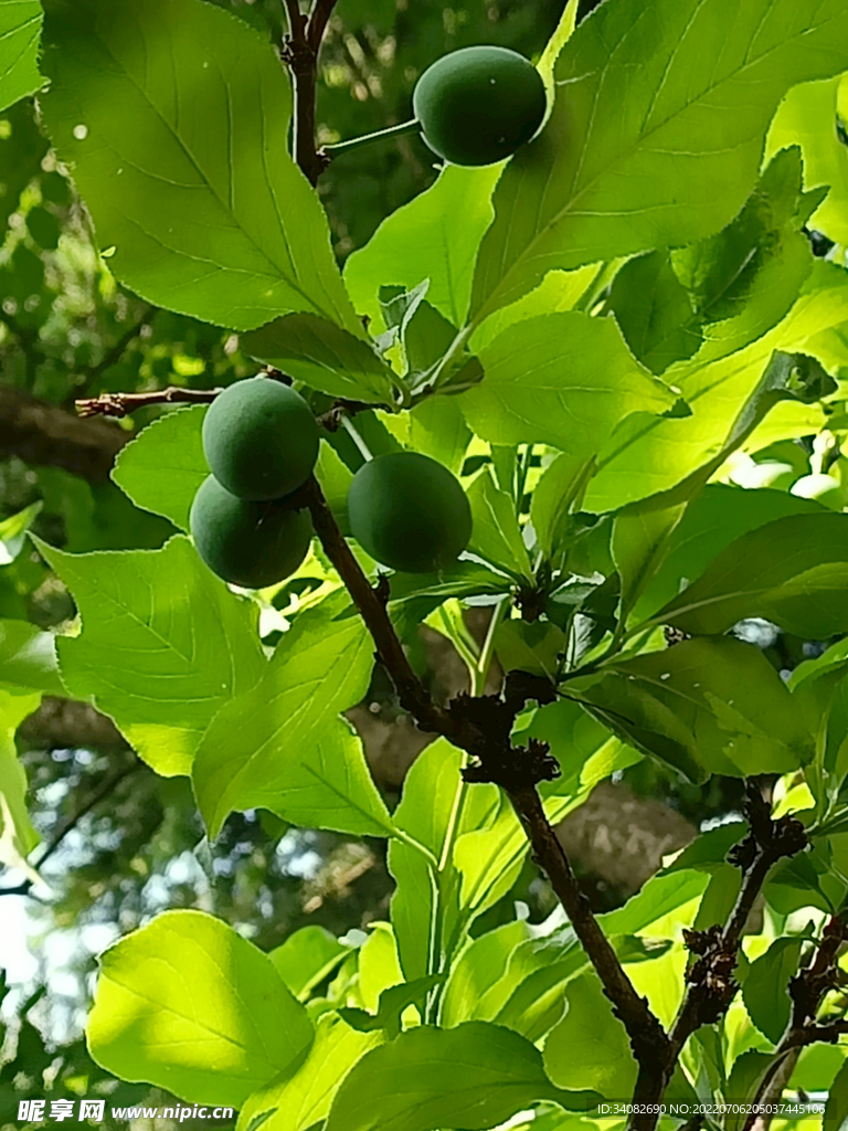 李子树 硕果累累青果未成熟