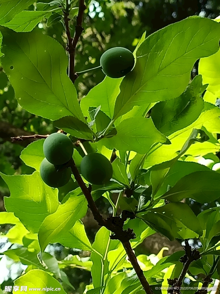 李子树 硕果累累青果未成熟