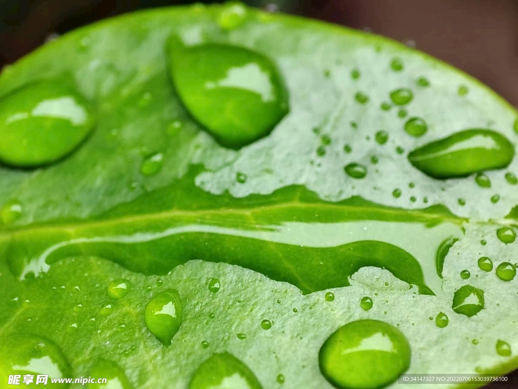 雨后的小清新