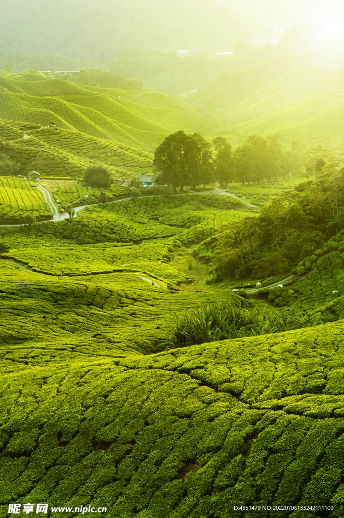 茶山 茶园 风光照 背景图