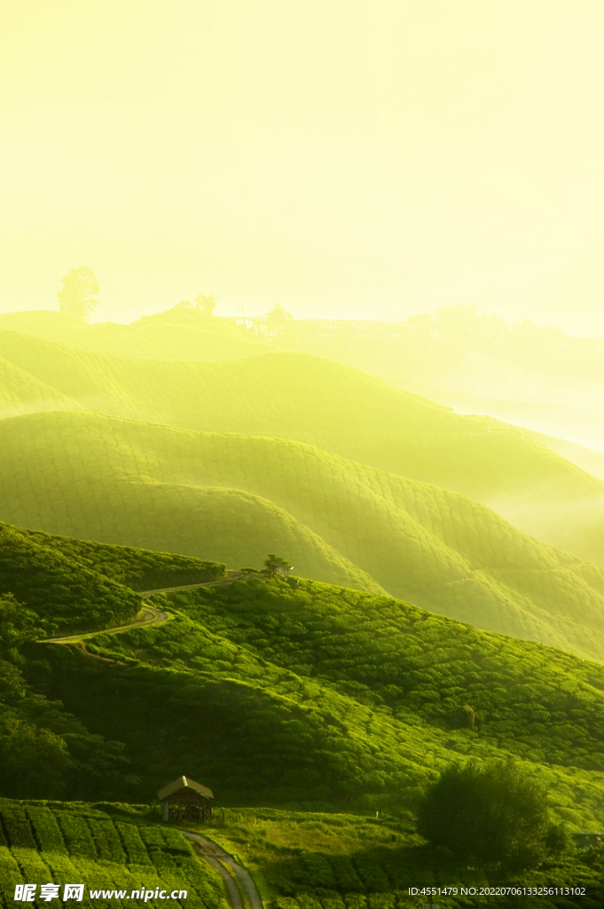 茶山茶园风光照背景图