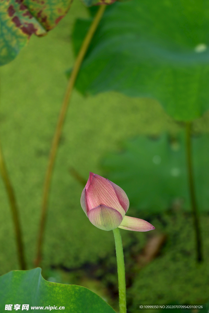 荷花花苞