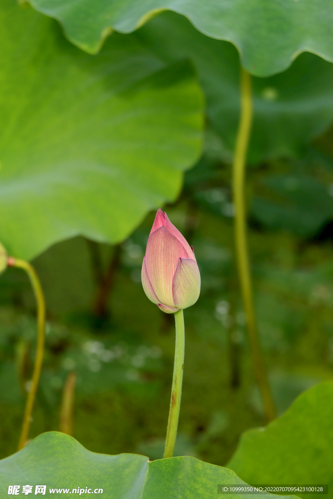 荷花花苞
