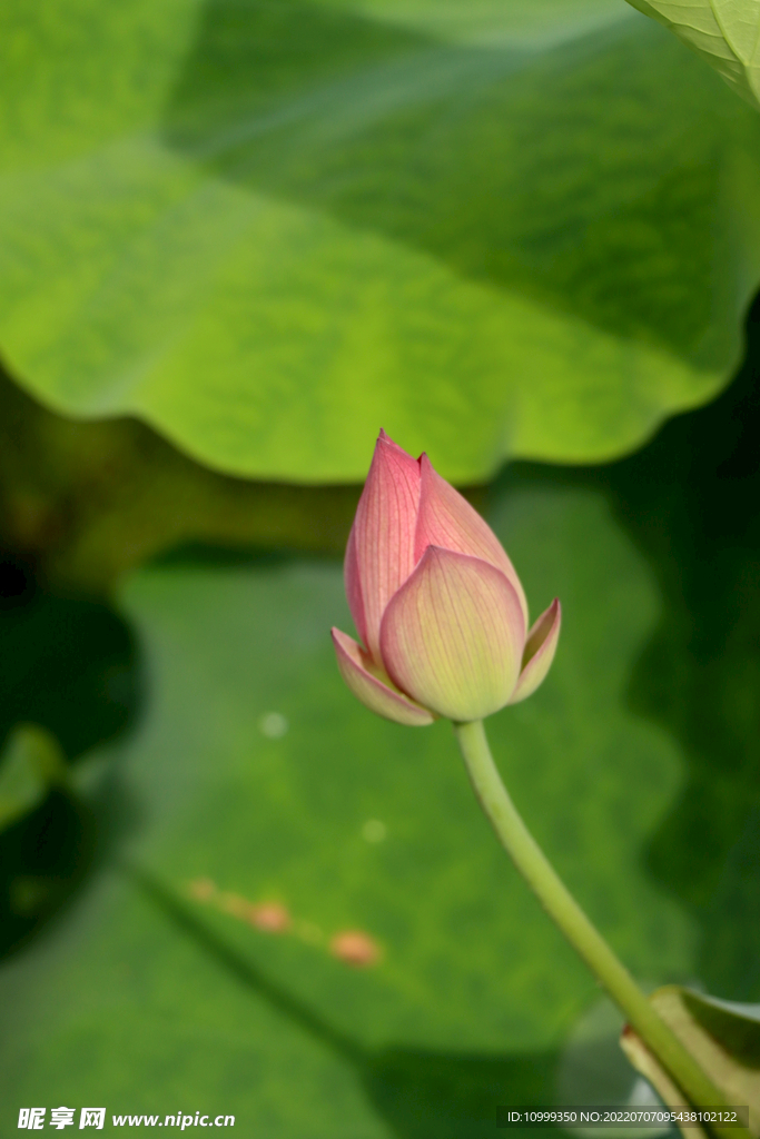 荷花花苞