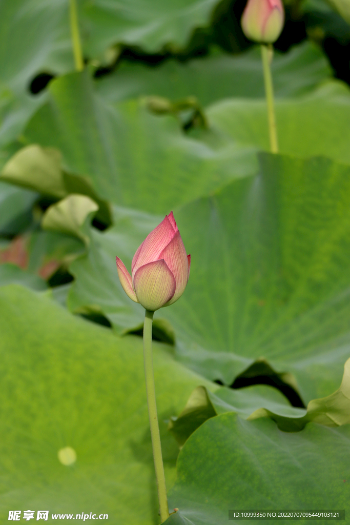 荷花花苞