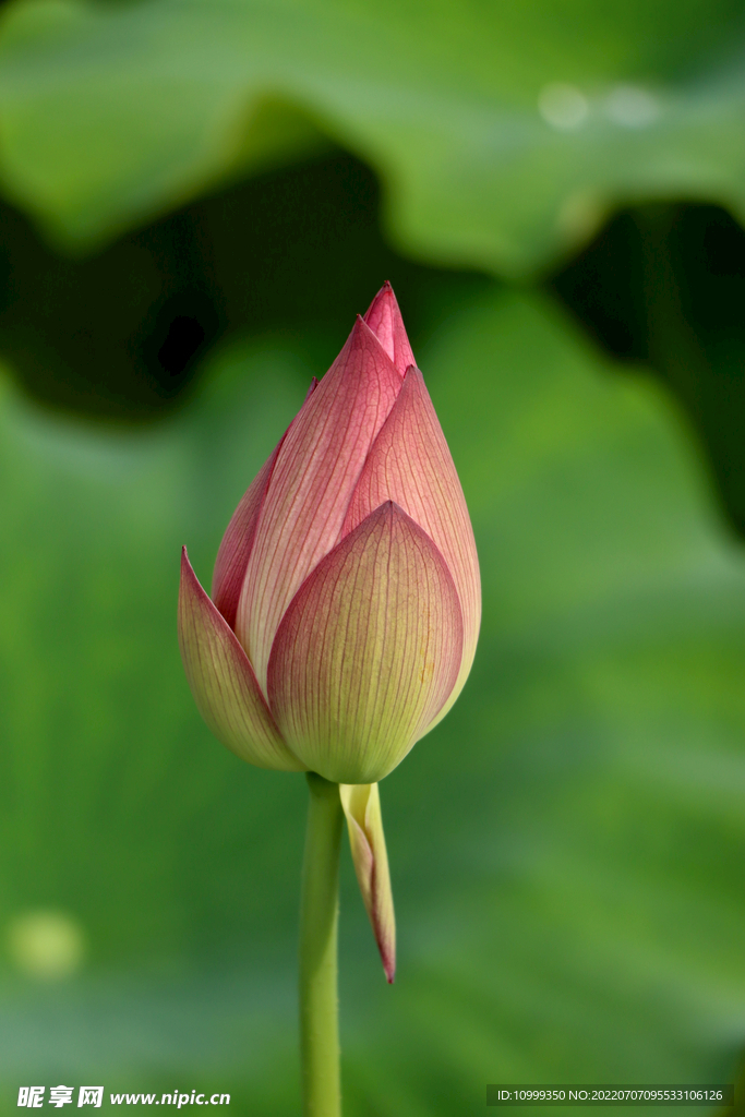 荷花花苞