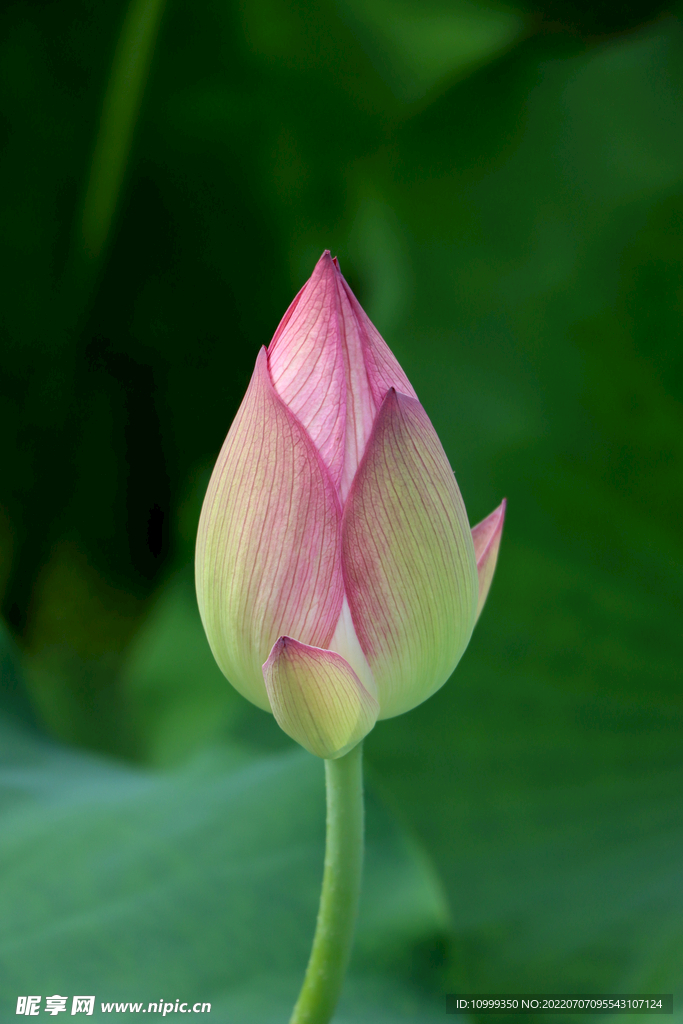 荷花花苞