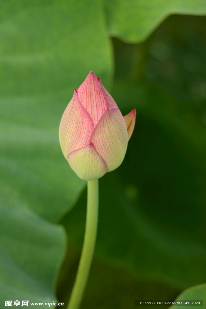 荷花花苞花蕾