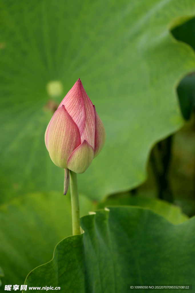 荷花花苞