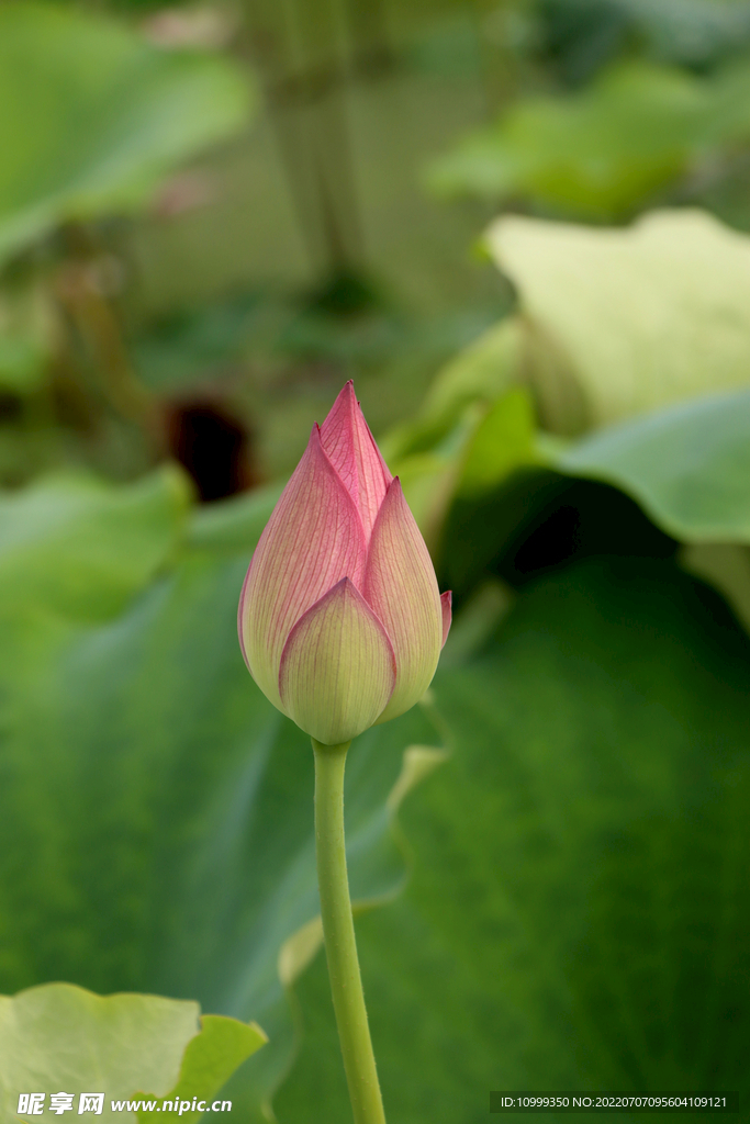 荷花花苞