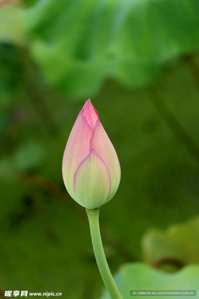 荷花花苞